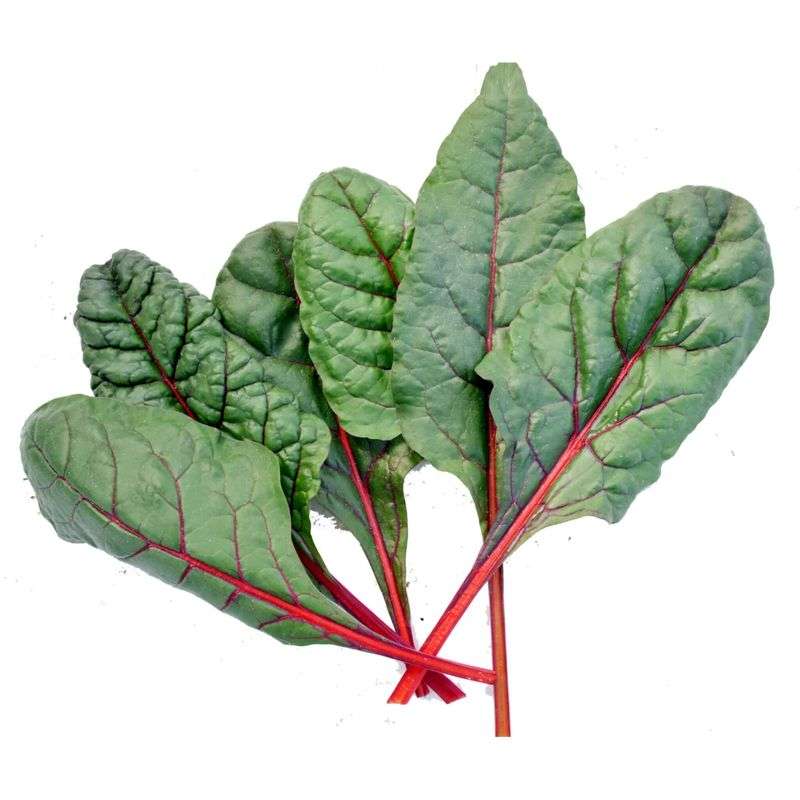 Hydroponic Swiss Chard