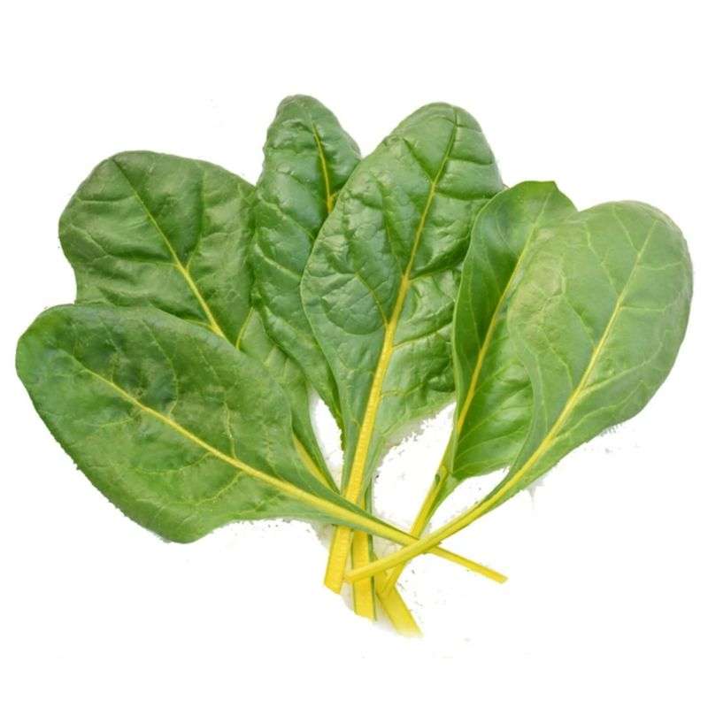 Hydroponic Swiss Chard